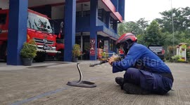 Firefighters Play With Snake King Cobra