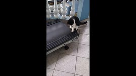 Cute cat on the running machine.