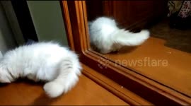 cute cat action in front of the mirror