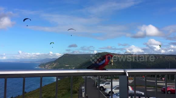 Aussie bird enjoys a potato chip while watching paragliders