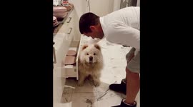 Adorable footage shows an incredibly fluffy dog refusing to move from an awkward place