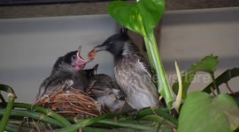 Hungry baby birds clamour for food from Bulbul parents with wide open beaks