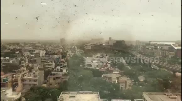 Swarms of locusts blanket suburb of New Delhi
