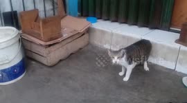 A Cat Tries to Open a Box to Breastfeed Her Two-Tailed Child