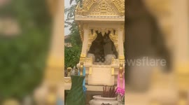 Missing pet cats found sheltering in Buddhist spirit house during storm