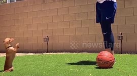 A stuntman and his dog perform a mind boggling routine