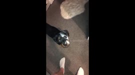 Pet owners discovered their puppy had walked into a freshly painted wall - and was left with half a white face