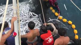Three endangered whale sharks released after getting tangled in trawler's net in Thailand