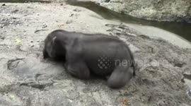 Adorable moment rescued baby elephant rolls in the sand to reach an itch on its head