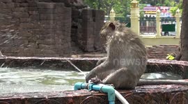 Monkeys Cool Off In Outdoor Pool