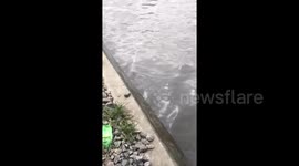 Mega Flood at Mile 2 Under Bridge in Lagos Mega City