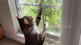 Florida cat fails to climb window, proceeds to lick itself