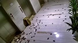 Crayfish escaping from plastic bags occupy office after Chinese employee forgets to collect her order