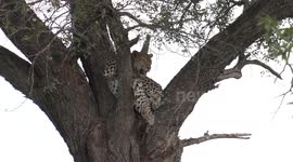 Panting, uncomfortable and pregnant – this female Leopard just cannot get comfortable!
