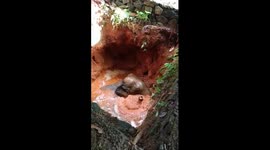 Watch - Baby elephant rescued from 10 feet deep well in Kothamangalam