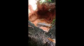 Watch - Baby elephant rescued from 10 feet deep well in Kothamangalam