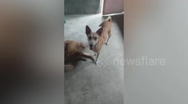 Clever pet dog collects cash from bedroom drawers