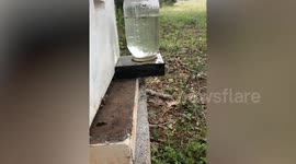 Clumsy bee crash-lands on entrance to hive