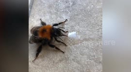 Kindhearted UK woman revives ailing bumblebee with syrup