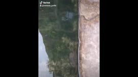 Crab in a venice canal