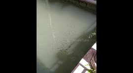 Fish and gondolas in venice