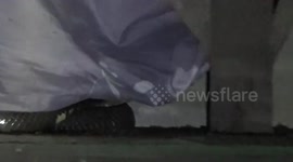 Thai man finds two cobras mating under his bed