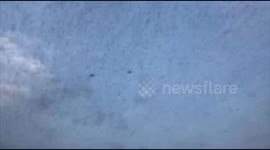 Swarm of Locusts reaches Agra, attacks 35 villages in district