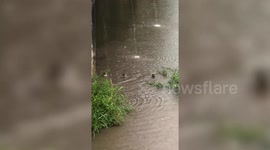Family of otters play in river during rainstorm in Thailand