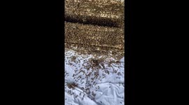 Honey bees moving into their new hive