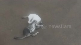 One, two, thr ... Kittens engage in enthralling wrestling match in Indonesia