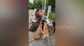 Dog whisperer attracts mob of stray canines to her motorcycle for food in Thailand