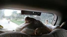 Dog naps, keeps balance on back rack of moving car in Thailand