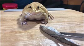 Greedy bullfrog absolutely devours raw fish for lunch in Thailand