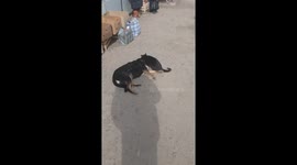 The cat gives the dog a massage after a hard day's work