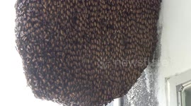 Bees build hive outside police chief's office window in southern Thailand