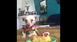 Sweet little dog celebrates his Birthday