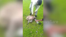 Simians hit by speeding traffic rushed to hospital 18 miles away by auto-ambulance in central India