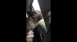 Dog enjoys the wind