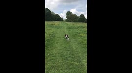 Dogs run in a field
