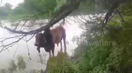 Bull eats explosive-laden food kept by miscreants, sustains critical injuries in northern India