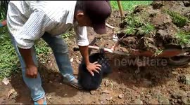 Gibbon just wants to play with a gardener when spilling a wagon