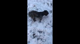 Dog plays in the snow