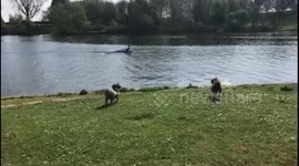 Dogs watch man rowing