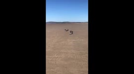 Dogs walking and play on the beach