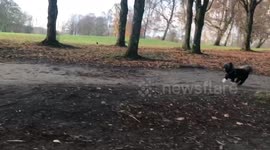 Dogs run in the woods