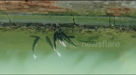 Fish in a venice canal after lockdown