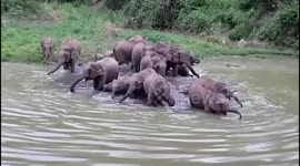 Elephants take babies for swim in jungle pond