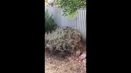 Bush walker. Lavender bush walks off film set. Gone bush.