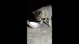Kitten taking dinner