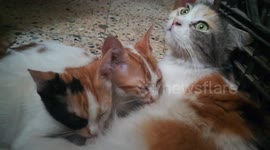 Big Twins Yumy Breastfeeding